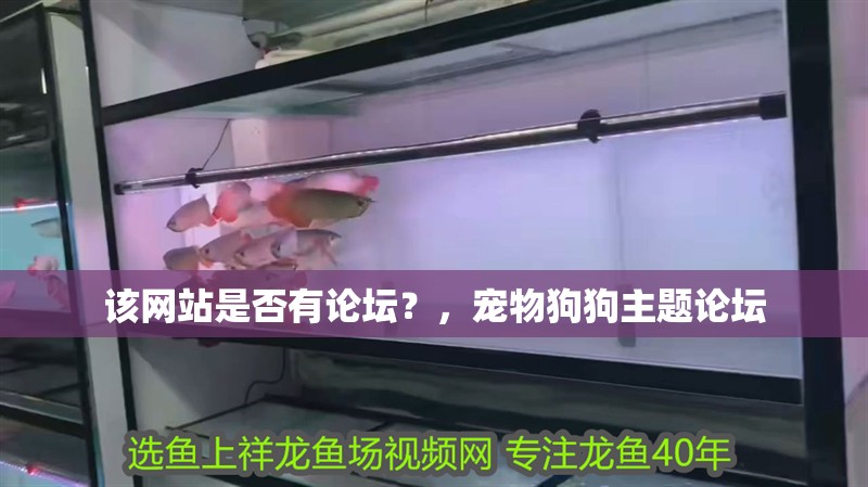 該網(wǎng)站是否有論壇？，寵物狗狗主題論壇