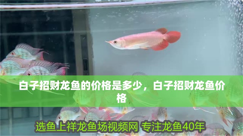 魚缸過濾器選購指南:自制魚缸過濾器魚缸上置過濾器對(duì)于養(yǎng)魚愛好者的必備知識(shí) 白子招財(cái)龍魚的價(jià)格是多少,白子招財(cái)龍魚價(jià)格 龍魚百科 白子招財(cái)龍魚的價(jià)格是多少,白子招財(cái)龍魚價(jià)格 白子招財(cái)龍魚的價(jià)格是多少,白子招財(cái)龍魚價(jià)格 龍魚百科
