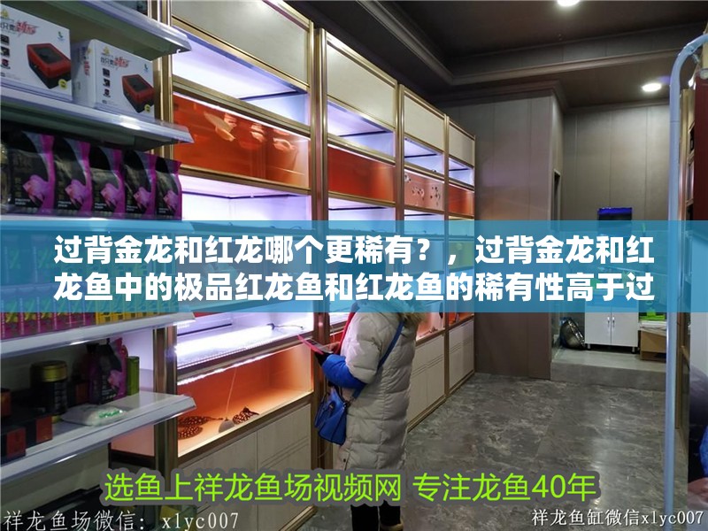 過背金龍和紅龍哪個更稀有？，過背金龍和紅龍魚中的極品紅龍魚和紅龍魚的稀有性高于過背