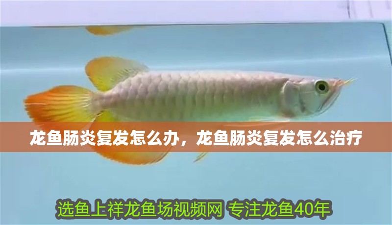 龍魚腸炎復發怎么辦，龍魚腸炎復發怎么治療