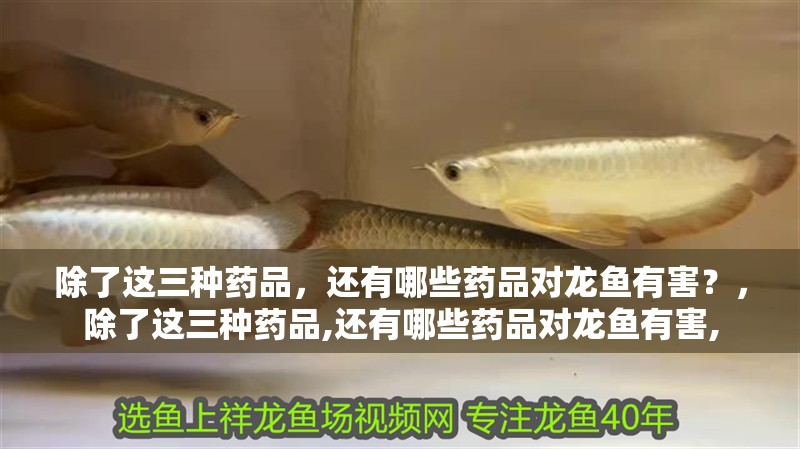 給大魚缸換水的作文:體驗給大魚缸換水的樂趣:體驗給大魚缸換水:給大魚缸換水的作文 除了這三種藥品,還有哪些藥品對龍魚有害?,除了這三種藥品,還有哪些藥品對龍魚有害, 龍魚百科 除了這三種藥品,還有哪些藥品對龍魚有害?,除了這三種藥品,還有哪些藥品對龍魚有害, 除了這三種藥品,還有哪些藥品對龍魚有害?,除了這三種藥品,還有哪些藥品對龍魚有害, 龍魚百科