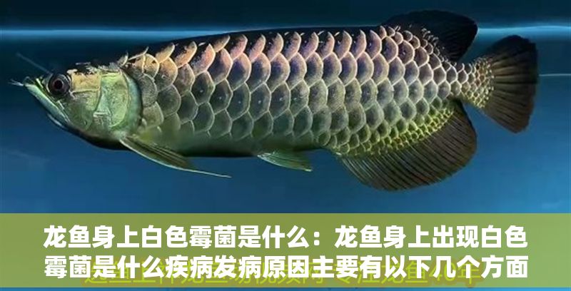 龍魚身上白色霉菌是什么：龍魚身上出現(xiàn)白色霉菌是什么疾病發(fā)病原因主要有以下幾個方面
