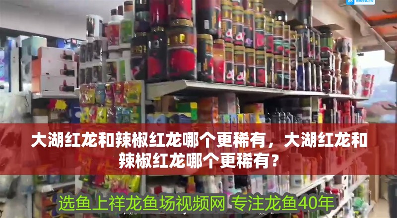 大湖紅龍和辣椒紅龍哪個更稀有，大湖紅龍和辣椒紅龍哪個更稀有？ 大湖紅龍和辣椒紅龍哪個更稀有，大湖紅龍和辣椒紅龍哪個更稀有？ 龍魚百科