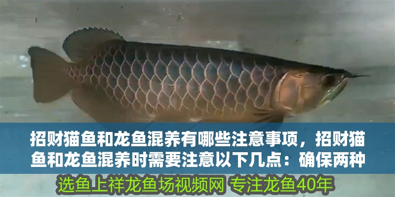 招財貓魚和龍魚混養有哪些注意事項，招財貓魚和龍魚混養時需要注意以下幾點：確保兩種魚的生活環境適宜