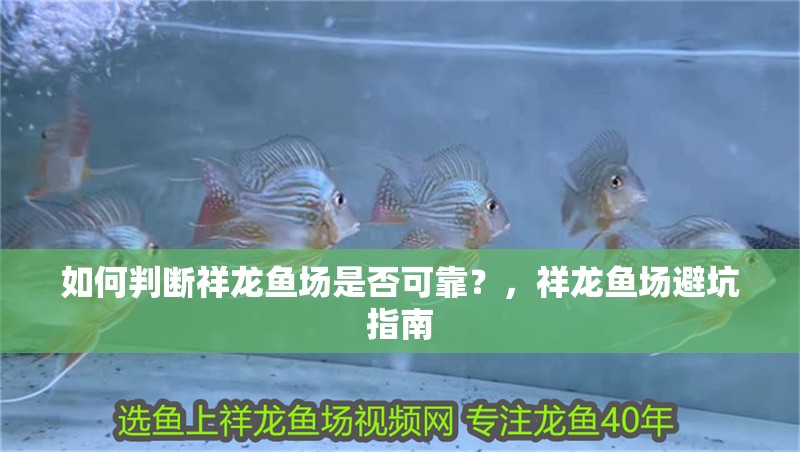 如何判斷祥龍魚(yú)場(chǎng)是否可靠？，祥龍魚(yú)場(chǎng)避坑指南