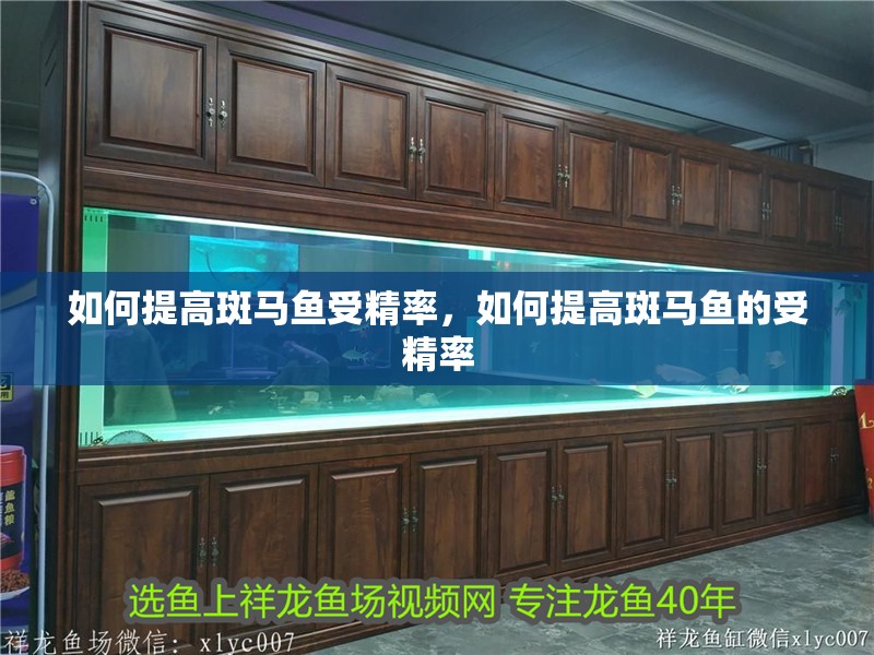 如何提高斑馬魚受精率，如何提高斑馬魚的受精率 如何提高斑馬魚受精率，如何提高斑馬魚的受精率 龍魚百科