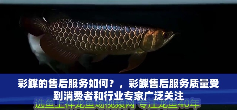 彩鰈的售后服務如何？，彩鰈售后服務質量受到消費者和行業專家廣泛關注