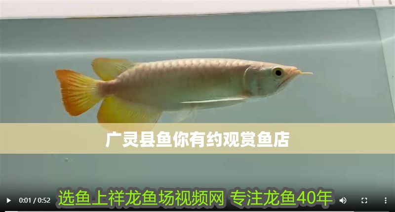 廣靈縣魚(yú)你有約觀賞魚(yú)店