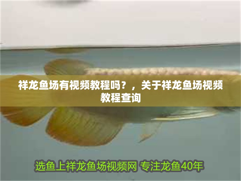 祥龍魚(yú)場(chǎng)有視頻教程嗎？，關(guān)于祥龍魚(yú)場(chǎng)視頻教程查詢(xún) 祥龍魚(yú)場(chǎng)有視頻教程嗎？，關(guān)于祥龍魚(yú)場(chǎng)視頻教程查詢(xún) 龍魚(yú)百科