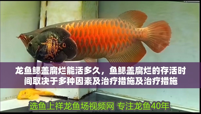 龍魚鰓蓋腐爛能活多久，魚鰓蓋腐爛的存活時(shí)間取決于多種因素及治療措施及治療措施