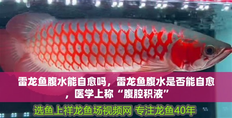 雷龍魚腹水能自愈嗎，雷龍魚腹水是否能自愈，醫(yī)學(xué)上稱“腹腔積液”