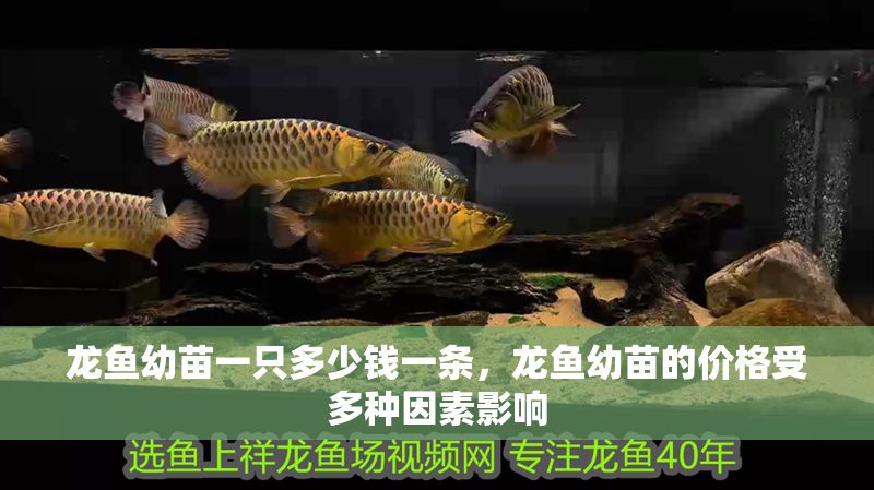 龍魚幼苗一只多少錢一條，龍魚幼苗的價格受多種因素影響