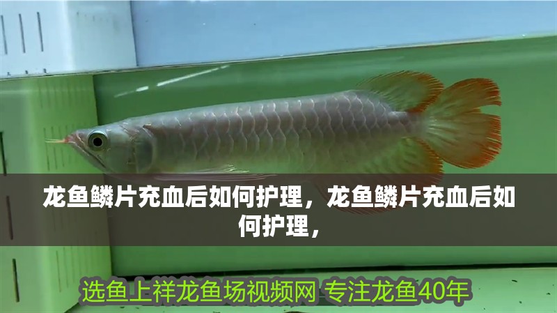 詳細閱讀:龍魚鱗片充血后如何護理,龍魚鱗片充血后如何護理, 龍魚鱗片充血后如何護理,龍魚鱗片充血后如何護理,