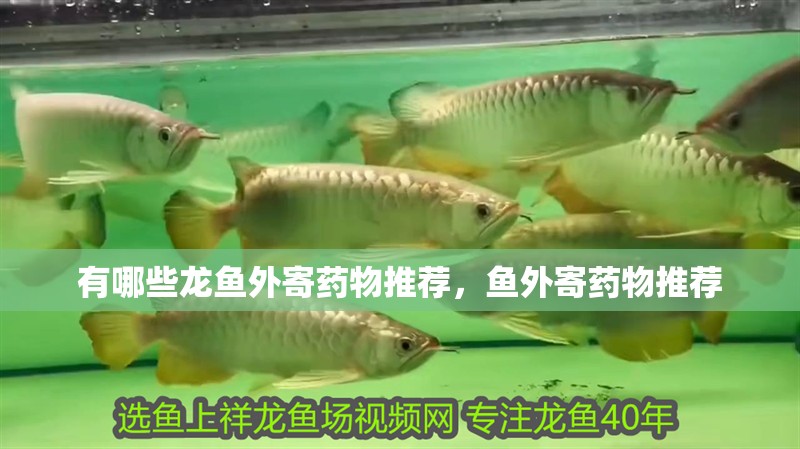 有哪些龍魚外寄藥物推薦，魚外寄藥物推薦 有哪些龍魚外寄藥物推薦，魚外寄藥物推薦 龍魚百科