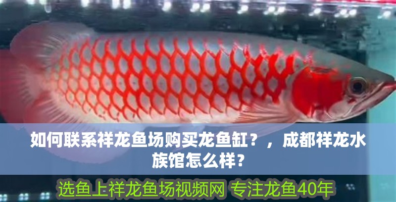 龍魚干蝦有營養嗎 如何聯系祥龍魚場購買龍魚缸?,成都祥龍水族館怎么樣? 龍魚百科 如何聯系祥龍魚場購買龍魚缸?,成都祥龍水族館怎么樣? 如何聯系祥龍魚場購買龍魚缸?,成都祥龍水族館怎么樣? 龍魚百科