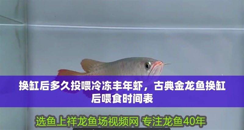 換缸后多久投喂冷凍豐年蝦，古典金龍魚換缸后喂食時間表