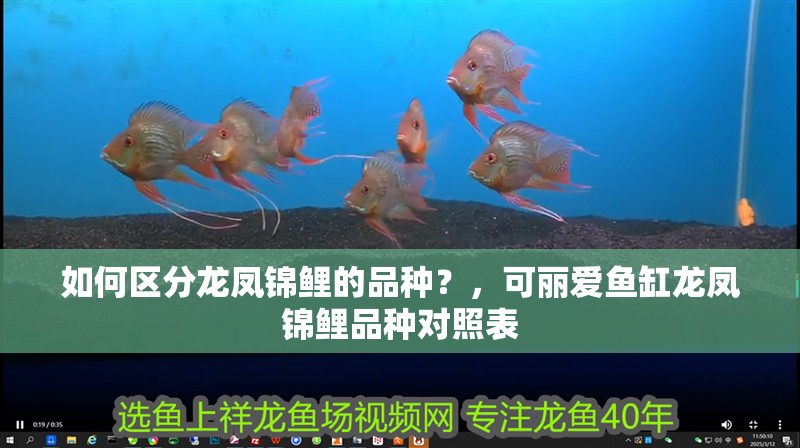 如何區(qū)分龍鳳錦鯉的品種？，可麗愛魚缸龍鳳錦鯉品種對(duì)照表