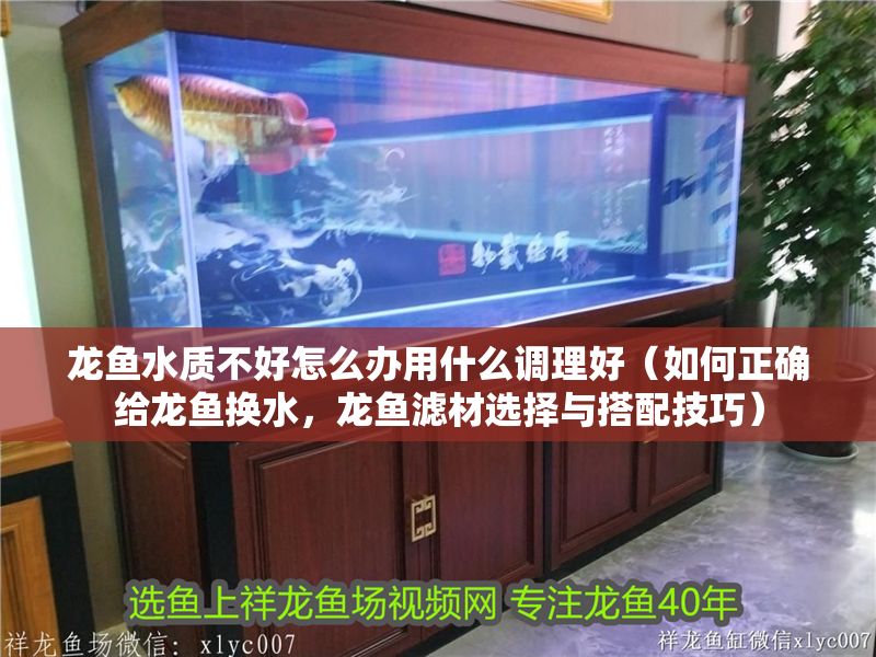 龍魚水質不好怎么辦用什么調理好（如何正確給龍魚換水，龍魚濾材選擇與搭配技巧）