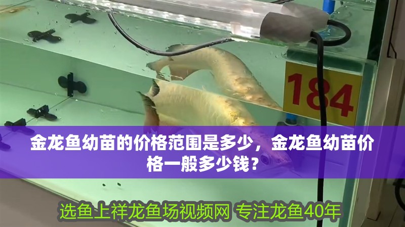 金龍魚幼苗的價格范圍是多少，金龍魚幼苗價格一般多少錢？ 金龍魚幼苗的價格范圍是多少，金龍魚幼苗價格一般多少錢？ 龍魚百科
