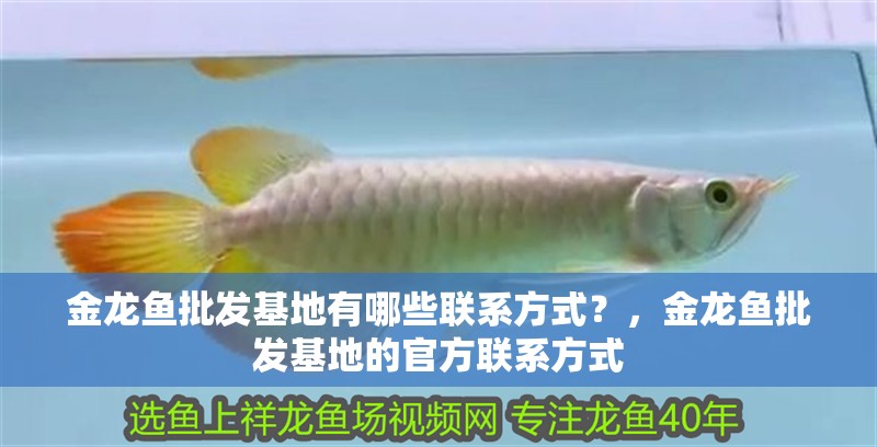 金龍魚批發基地有哪些聯系方式？，金龍魚批發基地的官方聯系方式 金龍魚批發基地有哪些聯系方式？，金龍魚批發基地的官方聯系方式 龍魚百科
