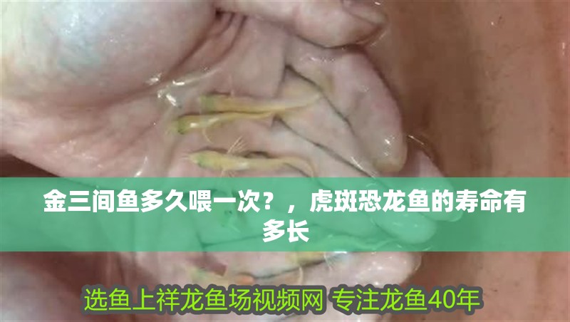 金三間魚(yú)多久喂一次？，虎斑恐龍魚(yú)的壽命有多長(zhǎng) 金三間魚(yú)多久喂一次？，虎斑恐龍魚(yú)的壽命有多長(zhǎng) 龍魚(yú)百科