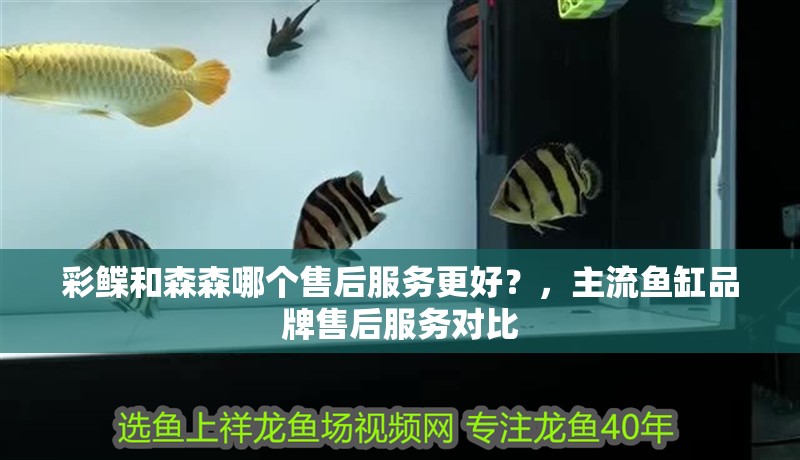 我的虎魚真菌感染了要怎么處理 彩鰈和森森哪個售后服務更好?,主流魚缸品牌售后服務對比 龍魚百科 彩鰈和森森哪個售后服務更好?,主流魚缸品牌售后服務對比 彩鰈和森森哪個售后服務更好?,主流魚缸品牌售后服務對比 龍魚百科
