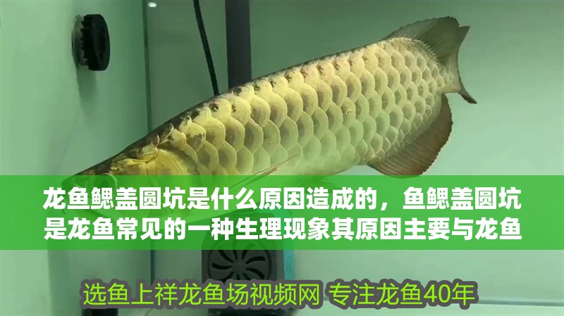 我的虎魚真菌感染了要怎么處理 龍魚鰓蓋圓坑是什么原因造成的,魚鰓蓋圓坑是龍魚常見的一種生理現象其原因主要與龍魚的呼吸系統有關 龍魚百科 龍魚鰓蓋圓坑是什么原因造成的,魚鰓蓋圓坑是龍魚常見的一種生理現象其原因主要與龍魚的呼吸系統有關 龍魚鰓蓋圓坑是什么原因造成的,魚鰓蓋圓坑是龍魚常見的一種生理現象其原因主要與龍魚的呼吸系統有關 龍魚百科