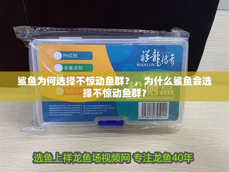 鯊魚為何選擇不驚動魚群？，為什么鯊魚會選擇不驚動魚群？ 鯊魚為何選擇不驚動魚群？，為什么鯊魚會選擇不驚動魚群？ 龍魚百科