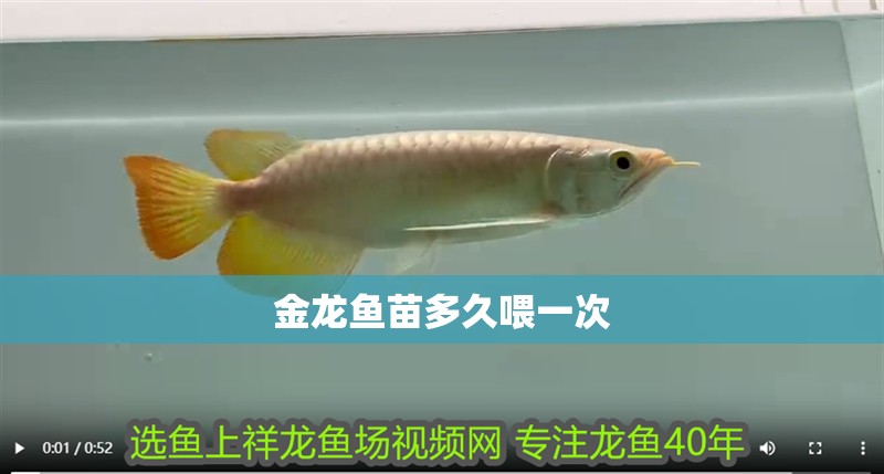 金龍魚苗多久喂一次