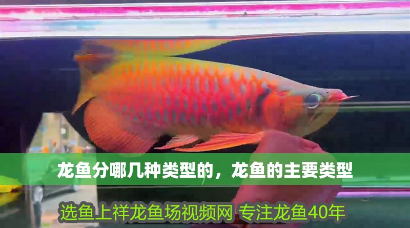 龍魚分哪幾種類型的，龍魚的主要類型