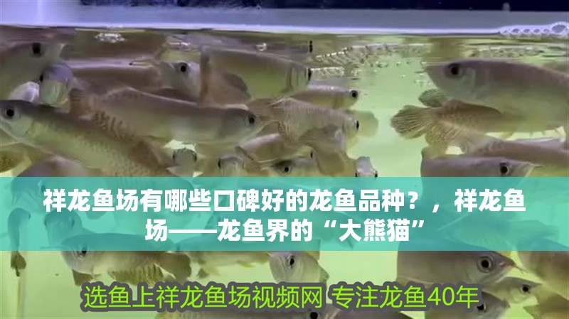 祥龍魚場有哪些口碑好的龍魚品種？，祥龍魚場——龍魚界的“大熊貓”