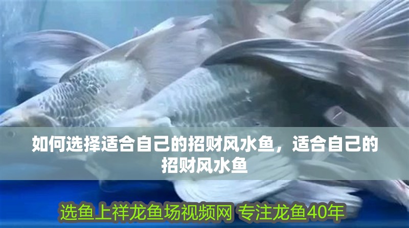 如何選擇適合自己的招財風水魚，適合自己的招財風水魚 如何選擇適合自己的招財風水魚，適合自己的招財風水魚 龍魚百科