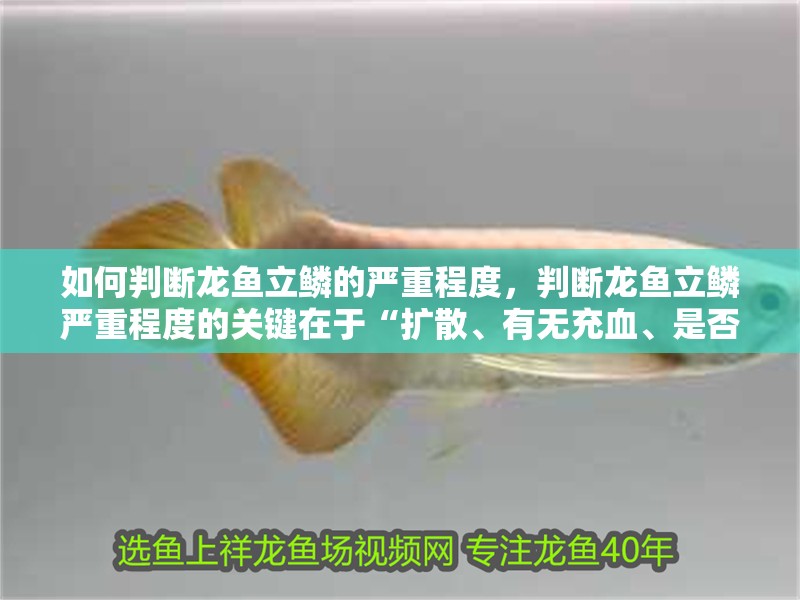 如何判斷龍魚立鱗的嚴重程度，判斷龍魚立鱗嚴重程度的關鍵在于“擴散、有無充血、是否拒食”
