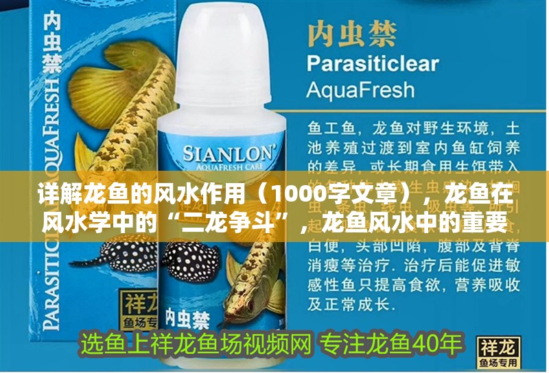 詳解龍魚的風水作用（1000字文章），龍魚在風水學(xué)中的“二龍爭斗”，龍魚風水中的重要作用