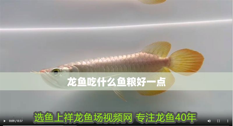 龍魚吃什么魚糧好一點(diǎn)