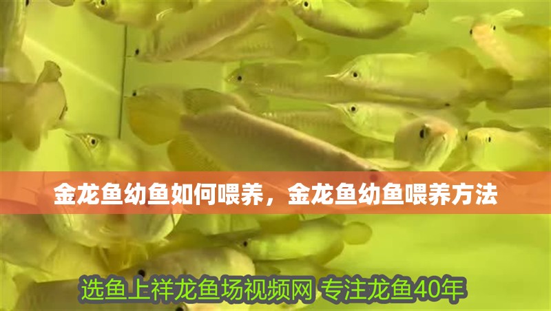金龍魚幼魚如何喂養(yǎng)，金龍魚幼魚喂養(yǎng)方法 金龍魚幼魚如何喂養(yǎng)，金龍魚幼魚喂養(yǎng)方法 龍魚百科