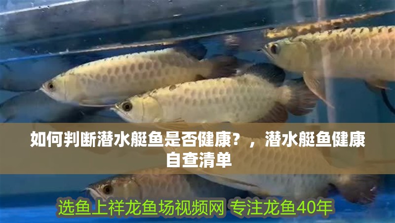 如何判斷潛水艇魚是否健康？，潛水艇魚健康自查清單 如何判斷潛水艇魚是否健康？，潛水艇魚健康自查清單 龍魚百科