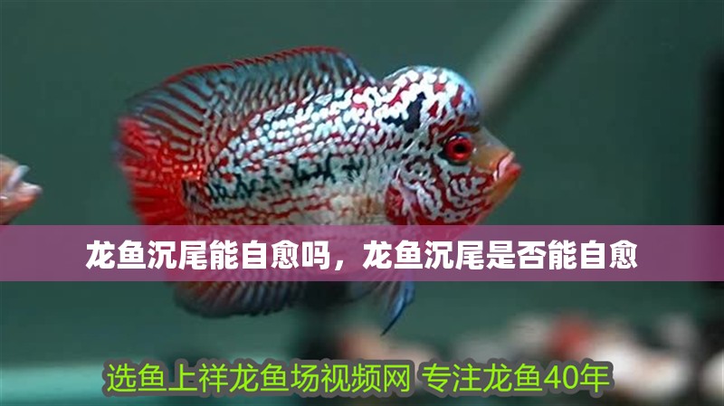 龍魚沉尾能自愈嗎，龍魚沉尾是否能自愈 龍魚沉尾能自愈嗎，龍魚沉尾是否能自愈 龍魚百科