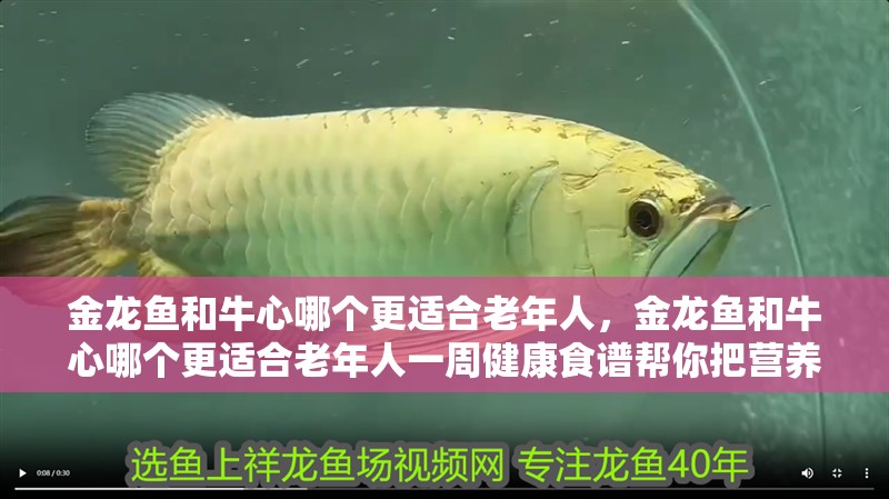 龍魚干蝦有營養嗎 金龍魚和牛心哪個更適合老年人,金龍魚和牛心哪個更適合老年人一周健康食譜幫你把營養搭配落實到每天三餐 龍魚百科 金龍魚和牛心哪個更適合老年人,金龍魚和牛心哪個更適合老年人一周健康食譜幫你把營養搭配落實到每天三餐 金龍魚和牛心哪個更適合老年人,金龍魚和牛心哪個更適合老年人一周健康食譜幫你把營養搭配落實到每天三餐 龍魚百科