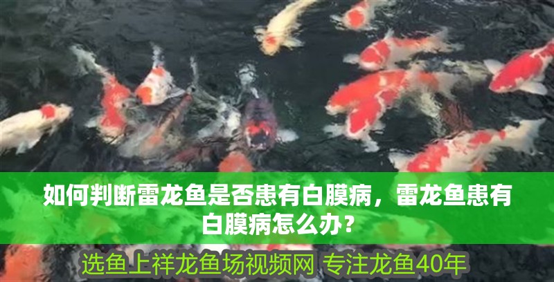 如何判斷雷龍魚是否患有白膜病，雷龍魚患有白膜病怎么辦？