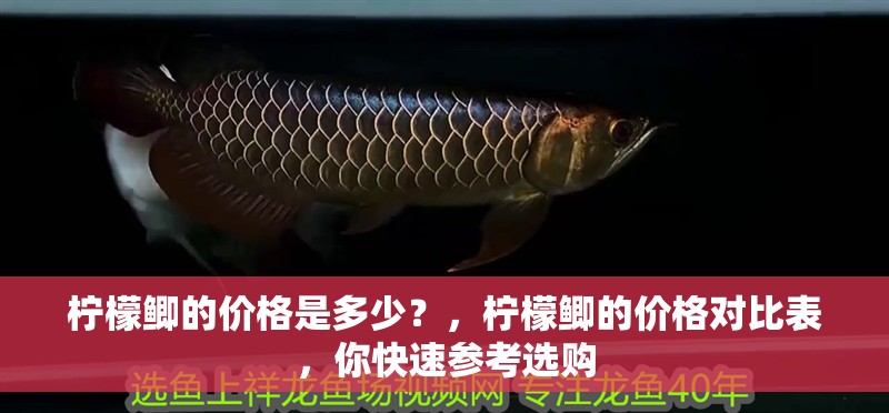 魚缸過濾器選購指南:自制魚缸過濾器魚缸上置過濾器對于養(yǎng)魚愛好者的必備知識 檸檬鯽的價格是多少?,檸檬鯽的價格對比表,你快速參考選購 龍魚百科 檸檬鯽的價格是多少?,檸檬鯽的價格對比表,你快速參考選購 檸檬鯽的價格是多少?,檸檬鯽的價格對比表,你快速參考選購 龍魚百科