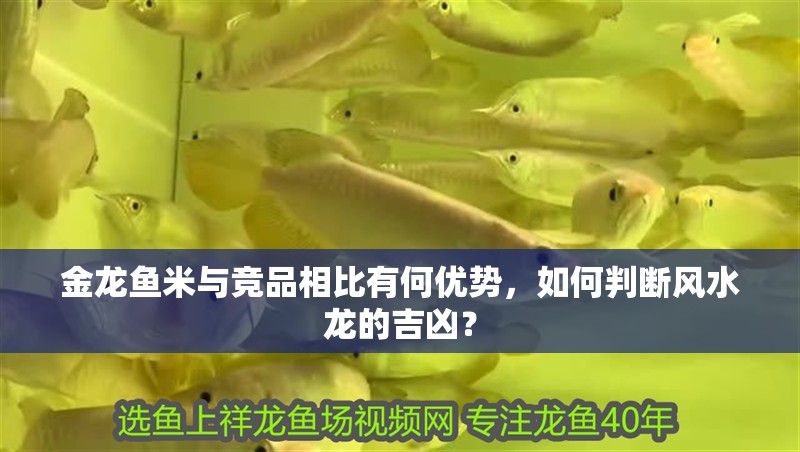 金龍魚米與競品相比有何優勢，如何判斷風水龍的吉兇？