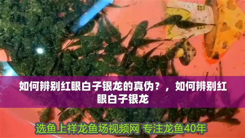 如何辨別紅眼白子銀龍的真?zhèn)危浚绾伪鎰e紅眼白子銀龍 如何辨別紅眼白子銀龍的真?zhèn)危浚绾伪鎰e紅眼白子銀龍 龍魚百科