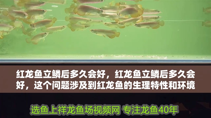 紅龍魚立鱗后多久會好，紅龍魚立鱗后多久會好，這個問題涉及到紅龍魚的生理特性和環(huán)境因素 紅龍魚立鱗后多久會好，紅龍魚立鱗后多久會好，這個問題涉及到紅龍魚的生理特性和環(huán)境因素 龍魚百科