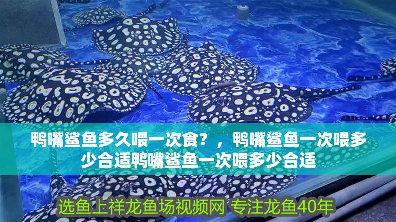 鴨嘴鯊魚多久喂一次食？，鴨嘴鯊魚一次喂多少合適鴨嘴鯊魚一次喂多少合適