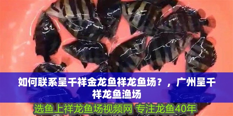 如何聯系呈千祥金龍魚祥龍魚場？，廣州呈千祥龍魚漁場 如何聯系呈千祥金龍魚祥龍魚場？，廣州呈千祥龍魚漁場 龍魚百科