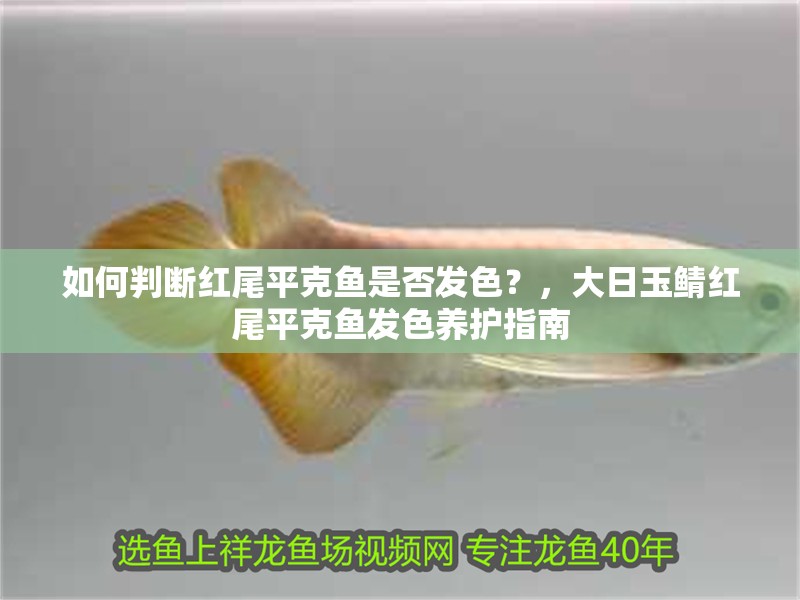 魚缸用增氧泵價格是多少:魚缸增氧機-xtrac增氧機-xtrac增氧機 如何判斷紅尾平克魚是否發色?,大日玉鯖紅尾平克魚發色養護指南 龍魚百科 如何判斷紅尾平克魚是否發色?,大日玉鯖紅尾平克魚發色養護指南 如何判斷紅尾平克魚是否發色?,大日玉鯖紅尾平克魚發色養護指南 龍魚百科