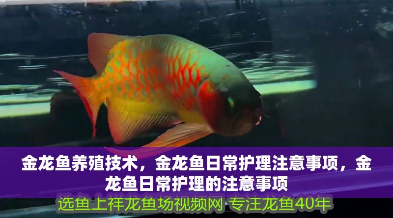 金龍魚養殖技術，金龍魚日常護理注意事項，金龍魚日常護理的注意事項