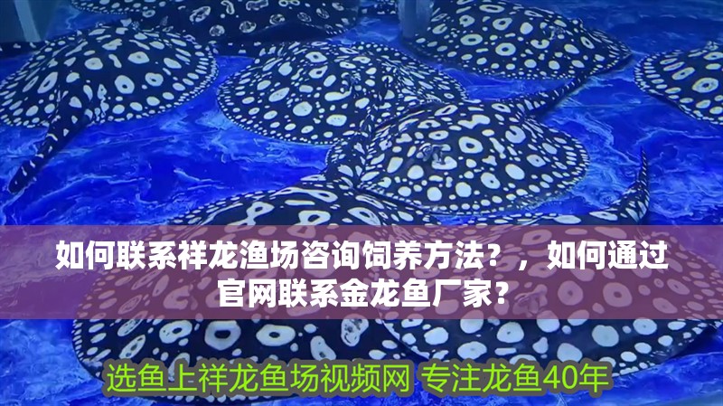 如何聯(lián)系祥龍漁場咨詢飼養(yǎng)方法？，如何通過官網(wǎng)聯(lián)系金龍魚廠家？ 如何聯(lián)系祥龍漁場咨詢飼養(yǎng)方法？，如何通過官網(wǎng)聯(lián)系金龍魚廠家？ 龍魚百科