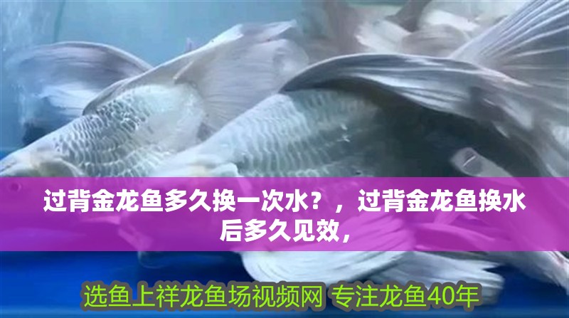 過背金龍魚多久換一次水？，過背金龍魚換水后多久見效，
